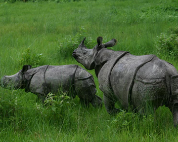 Chitwan Jungle Safari Packages