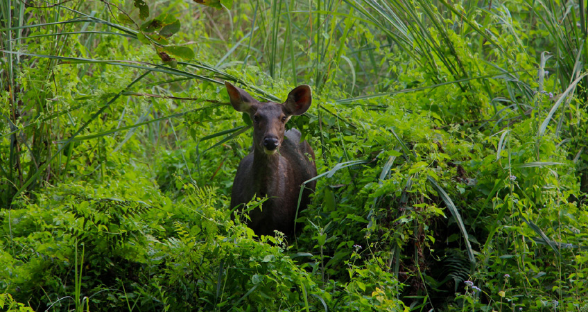 Chitwan Tour Package