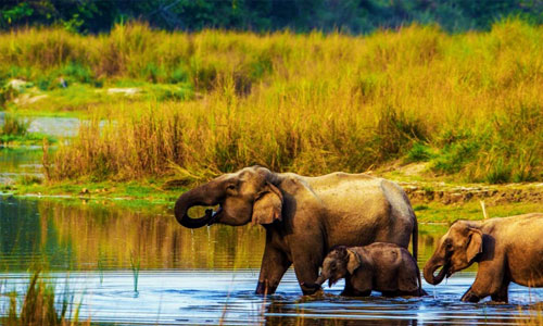 Travel Agency in Kathmandu for Chitwan Jungle Safari Tour