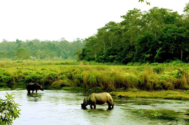 Jungle Safari Chitwan